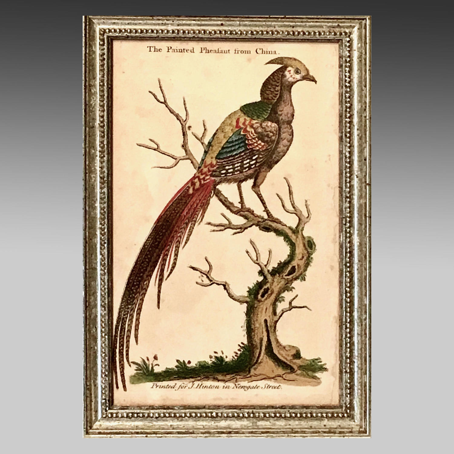 18th century engraving 'The Painted Pheasant from China'